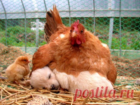 «Чужих детей не бывает!» - 12 самых милых фото животных прирожденных родителей | Адекватное родительство | Яндекс Дзен