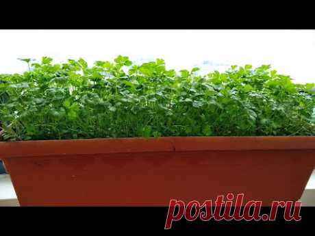 Как вырастить петрушку в горшках 🌿 Выращивание петрушки на балконе