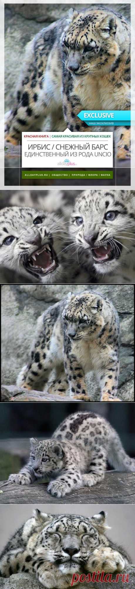 Ирбис, он же снежный барс, он же snow leopard. Фото, видео, информация