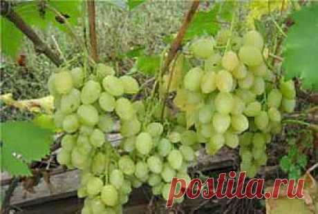 Нормировка или как определить нагрузку винограда на куст | Дача - впрок