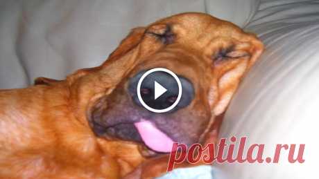 Funny Bloodhound Videos