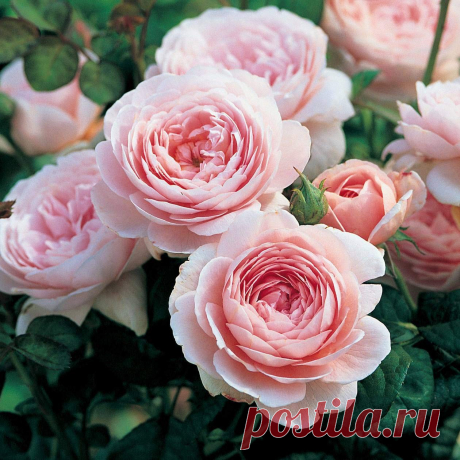 Amazon.com : 100 Pcs Climbing Colorful Rose Flowers Seeds For Garden Home Balcony Fences Yard Decoration Flowers Plants (Rosa Queen of Sweden Seeds) : Garden & Outdoor