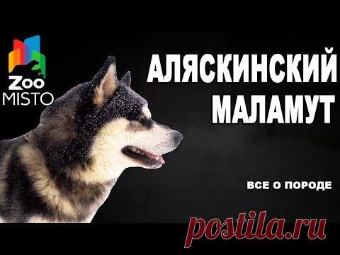 Аляскинский маламут - Все о породе собаки | Собака породы аляскинский маламут