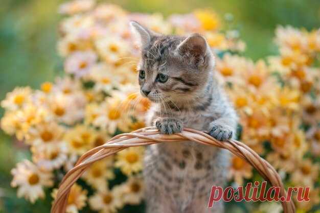 Милый котенок расслабляющий на открытом воздухе в цветах в саду | Премиум Фото