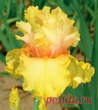 Abbondanza | Tall Bearded | Iris