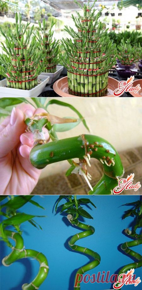 Драцена Сандера (dracaena sanderiana), или счастливый бамбук: уход, размножение