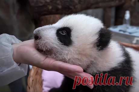 Катюша или Сяо Мо? Москвичи выбирают имя для малышки-панды из зоопарка. Имя для дочери панд Жуи и Диндин из Московского зоопарка выберут москвичи на на портале «Активный гражданин».