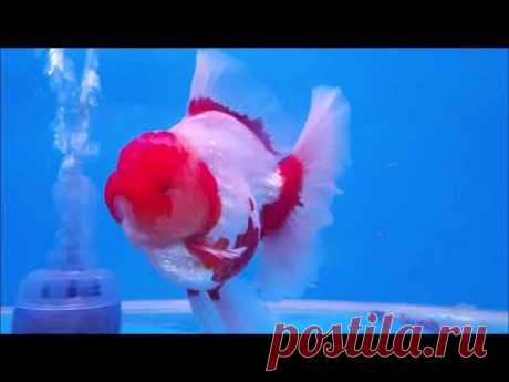 All Thailand Goldfish Show 2019 _ category: Oranda _ by Safranpollen GF - YouTube