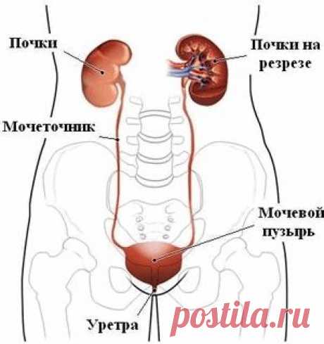 Оздоровление мочевого пузыря и почек