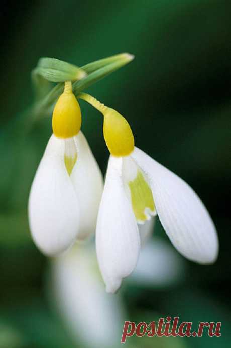 27808 | Galanthus plicatus subsp byzantinus 'wendy's gold' | Clive Nichols | Flickr