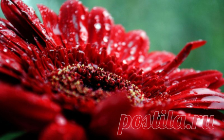preview Dews on Red Flower HD Wallpaper Wallpaper Download
