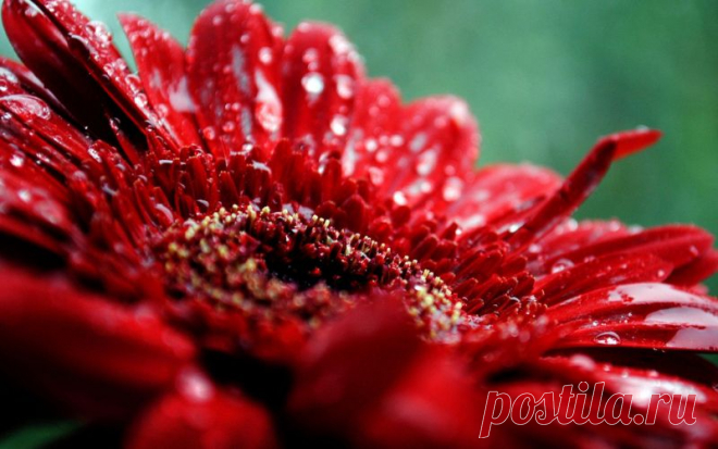 preview Dews on Red Flower HD Wallpaper Wallpaper Download