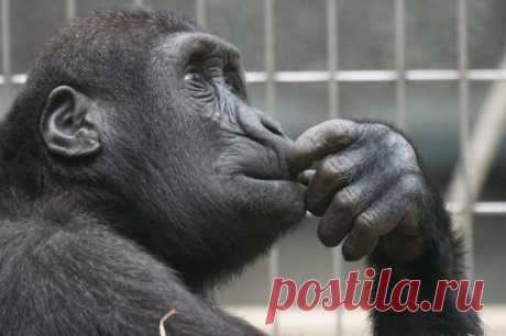 В зоопарке США усыпили одну из самых старых в мире горилл: Чумбе было 59 лет