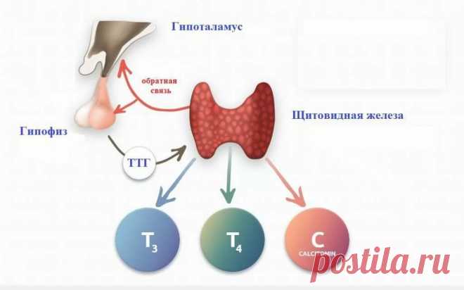 Что сдать для проверки здоровья щитовидной железы | Доктор Зубрева | Яндекс Дзен