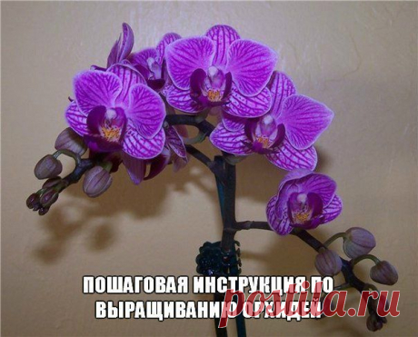 Пошаговая инструкция по выращиванию орхидей. А также  отличный способ пробуждения почек роз и др. растений