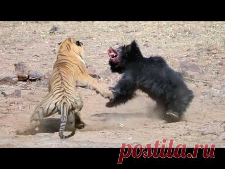 Этот агрессивный зверь нападает даже когда ранен - МЕДВЕДЬ ГУБАЧ В ДЕЛЕ! - YouTube