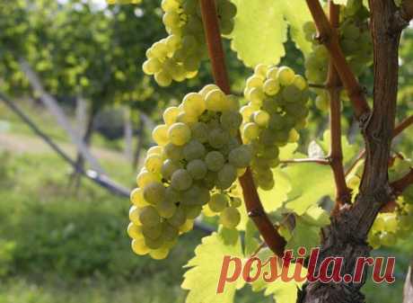 Неукрывные сорта винограда: евро-американские гибриды на Supersadovnik.ru