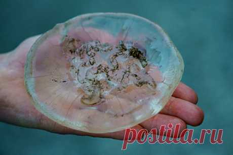 Российский регион заполонили гигантские медузы. Гигантские медузы появились в Азовском море в Краснодарском крае. Отдыхающие стали жаловаться на прозрачное желе в воде в Ейске и Темрюке. Крупнейшие особи достигают 40 сантиметров в диаметре. Из-за них люди боятся заходить в воду. Однако эколог рассказал, что опасны лишь большие особи из семейства корнерот.
