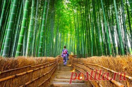 Альпинизм, оживленные прогулки (хайкинг) или пробежки — это не то, чем нужно заниматься, когда хочется отвлечься и обрести умиротворение. По крайней мере так считают японцы и иностранные туристы, приезжающие посмотреть на бамбуковую рощу Сагано