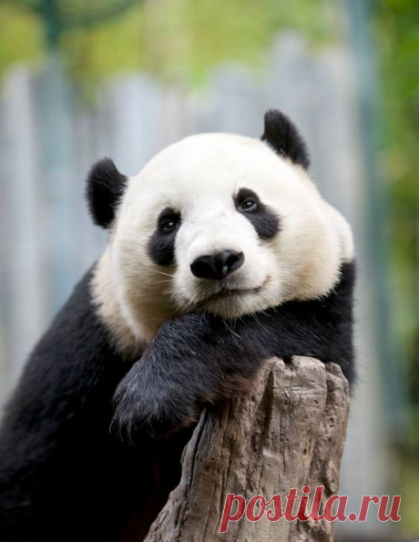 — Giant Panda Yun Zi by Mollie Rivera