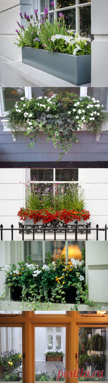 How to Plant a Beautiful, Thriving Window Box Garden
