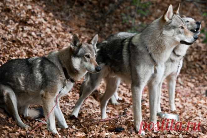 Чехословацкая волчья собака описание внешности и характера породы