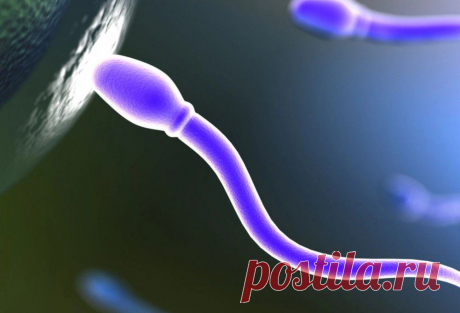 Ученые проникли в тайну знакомства сперматозоида и яйцеклетки | И ПРО ЭТО