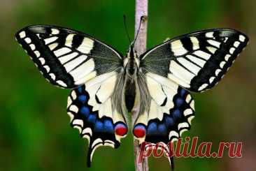 Бабочка Махаон. Papilio machaon.
Papilio machaon, или махаон, также известный как махаон Старого Света или обыкновенный жёлтый махаон, — это крупная и яркая бабочка, которую можно встретить в Европе, Азии и Северной Америке. Она относится к семейству парусников и отличается жёлтыми, чёрными и белыми крыльями с размахом от 80 до 100 мм.
Entomolo, CC BY-SA 4.0   via Wikimedia Commons