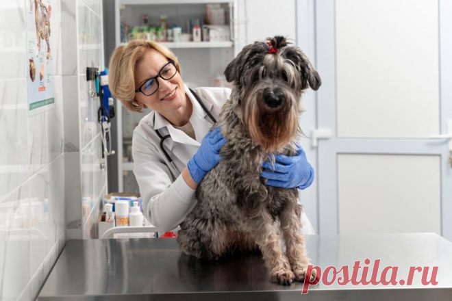 Грибковый дерматит у собак.
Грибковый дерматит довольно часто встречается у собак, но если его не лечить, он может привести к серьезным последствиям. Наши ветеринары проконсультирует вас о признаках, симптомах и возможных методах лечения этого заболевания. 
Изображение от Freepik