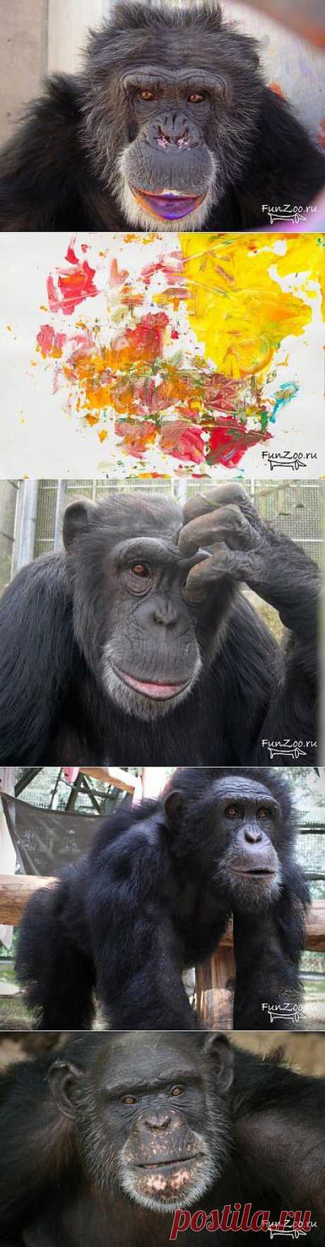 Шимпанзе и их рисунки | Прикольные картинки, видео и фото животных