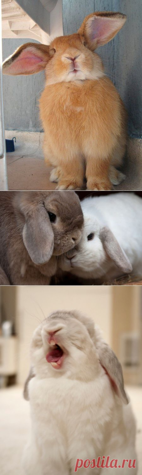 Братцы-кролики