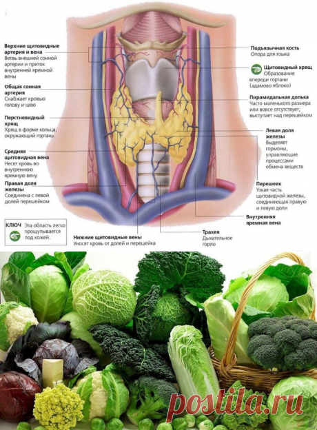 Щитовидная железа. Полезные и вредные продукты / Будьте здоровы
