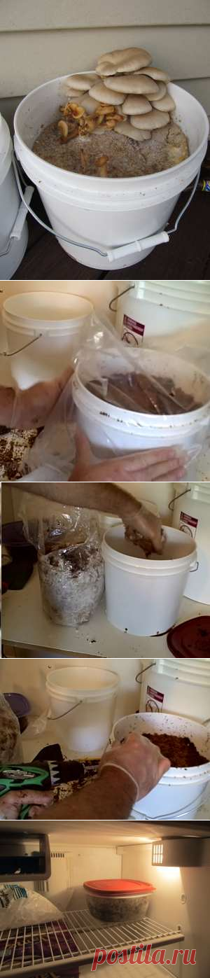 How to Grow Mushrooms