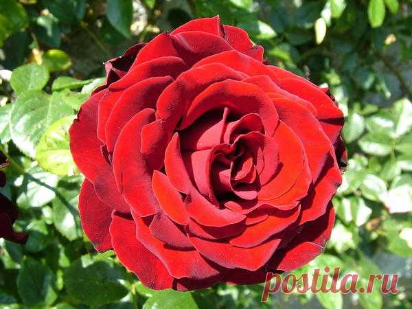 Укоренение черенка розы из букета: мастер-класс по размножению роз черенками
