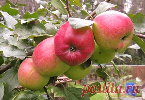 Сорт яблони Веньяминовское: фото, отзывы, описание, характеристики.