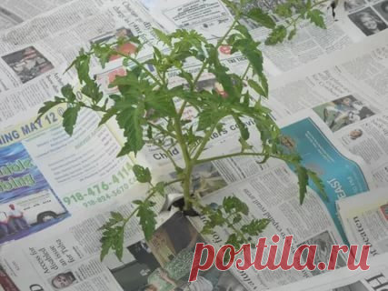 Мой опыт мульчирования помидоров обычными газетами | УДачка | Яндекс Дзен