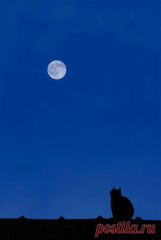 A Romantic Feline от пользователя Filippo Drudi на Fivehundredpx | Niki Cutler-Dague приколол(а) это к доске Moonglow