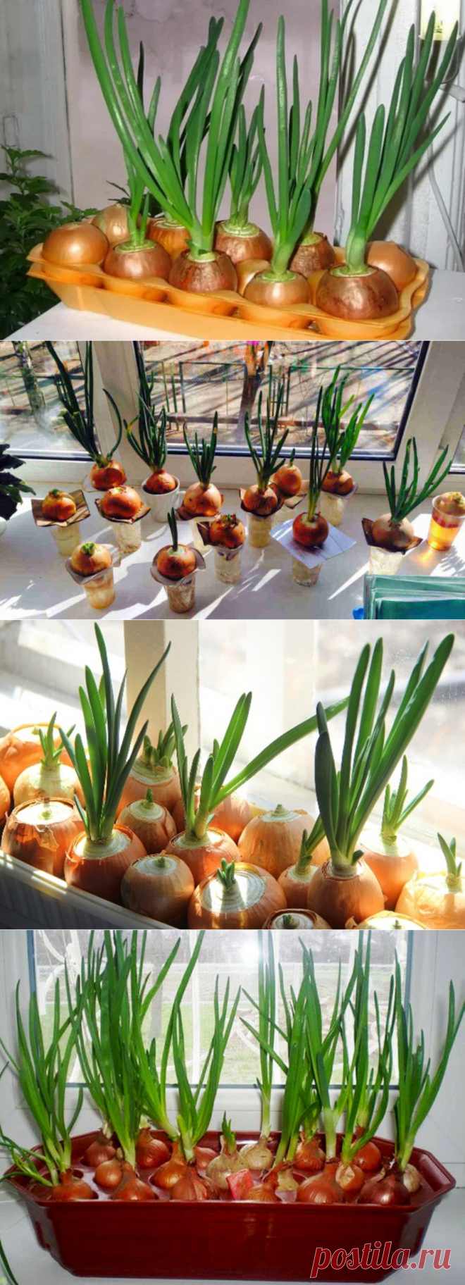 Выращивание зеленого лука дома на подоконнике в воде | Растения для сада, огорода