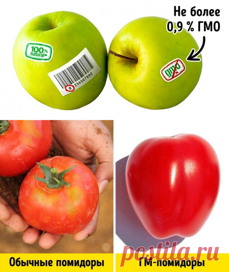 3 простых способа отличить ГМО от обычных продуктов