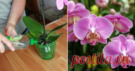 Орхидею не узнать! Домашнее средство для удобрения орхидеи - Цветочки - медиаплатформа МирТесен