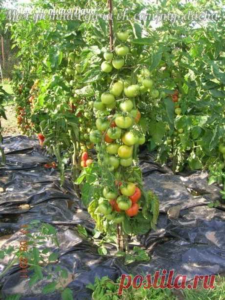Урожайные помидоры