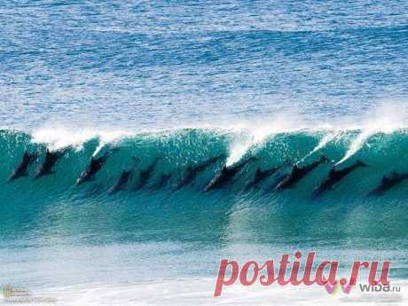 Стая дельфинов на гребне волны.