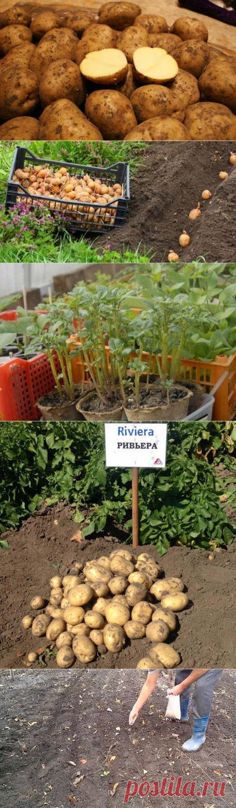 Картофель Ривьера характеристики и описание сорта, с отзывами и фото. Вкусовые качества урожайность, посадка и уход