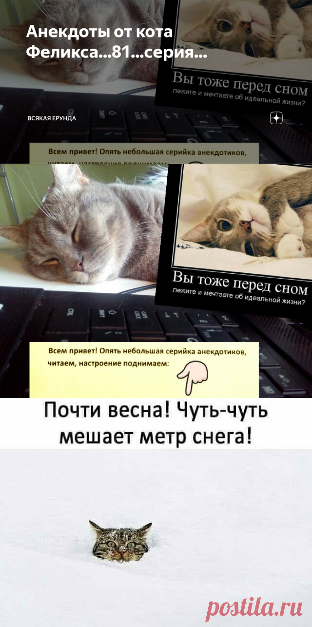 Анекдоты от кота Феликса...81...серия... | Всякая ерунда | Яндекс Дзен
