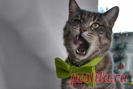 Как уличный кот из Зеленоградска стал блогером и лицом рекламной кампании | Bixol.Ru