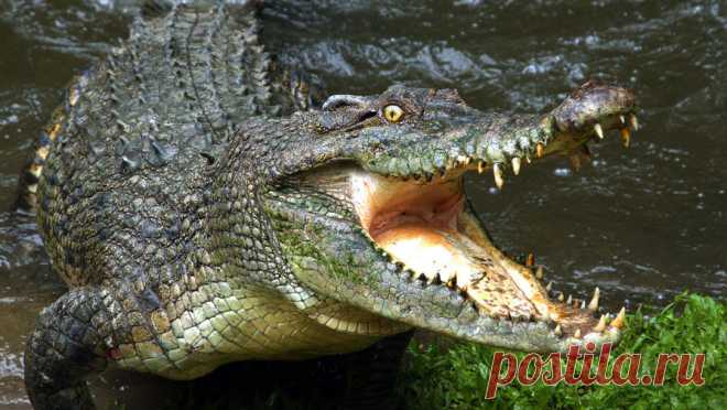 Крокодил напал на сотрудника зоопарка и откусил ему фалангу пальца. Двухметровый крокодил напал на смотрителя зоопарка в австралийском штате Квинсленд. Об этом сообщает Daily Mail. Инцидент произошел в зоопарке города Ном в Австралии, один из смотрителей кормил крокодила на глазах у посетителей, когда ...