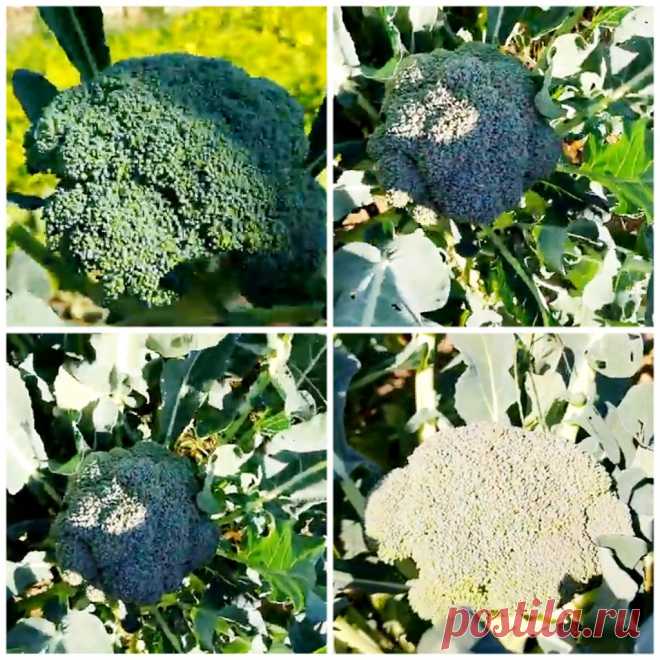 Выращивание цветной капусты и брокколи: пошаговое руководство &#8212; Agro-Info