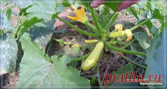 Кабачки и патиссоны - выращивание, посадка и уход от А до Я | Сайт о саде, даче и комнатных растениях.