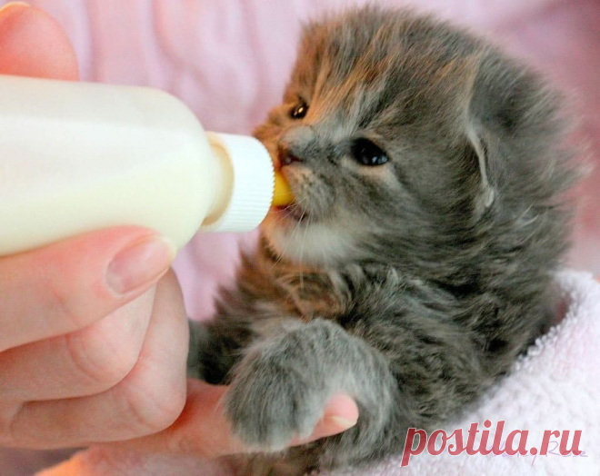 Фото котят, которых кормят молоком: 10 очень трогательных снимков | Ололо - смешные картинки и веселые истории