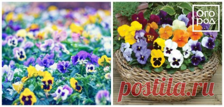 30 восхитительных декоративных растений для вашего сада | В цветнике (Огород.ru)